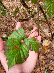 Rubus lainzii