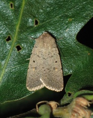 Caradrina aspersa