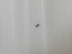 Coleosoma