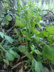 Senecio angulatus