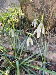 Galanthus reginae-olgae