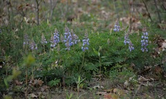 Lupinus perennis