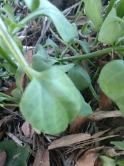 Senecio angulatus