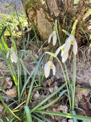 Galanthus reginae-olgae