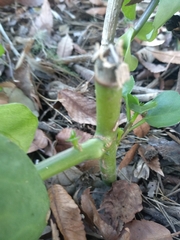 Senecio angulatus