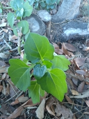 Senecio angulatus