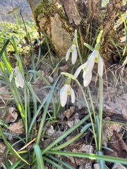 Galanthus reginae-olgae