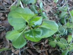 Senecio angulatus
