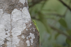 Bronchocela rayaensis