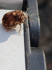 Sphyrocoris obliquus