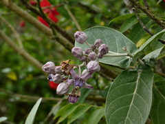 Calotropis gigantea