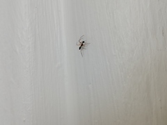 Coleosoma
