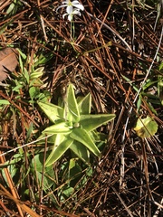 Pinguicula
