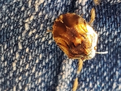 Sphyrocoris obliquus