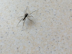 Spartaeus spinimanus