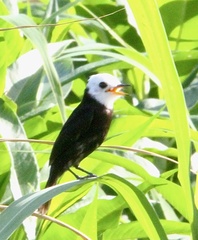 Arundinicola leucocephala