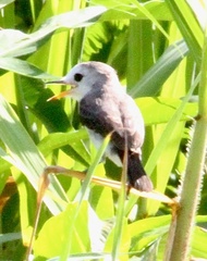 Arundinicola leucocephala