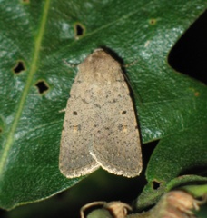 Caradrina aspersa
