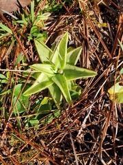 Pinguicula