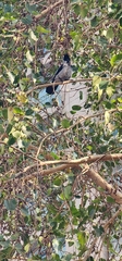 Corvus cornix