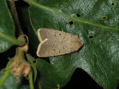 Caradrina aspersa