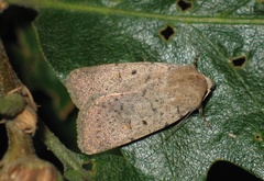 Caradrina aspersa