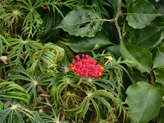 Jatropha multifida