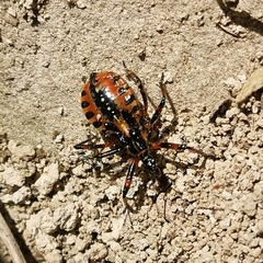 Rhynocoris iracundus