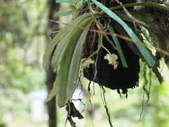 Pteroceras fragrans