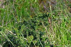 Asparagus acutifolius
