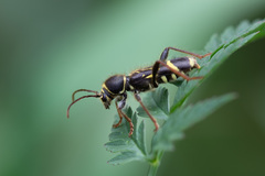 Cyrtoclytus capra