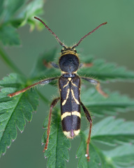Cyrtoclytus capra