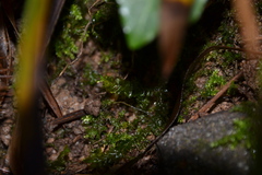 Plagiochila