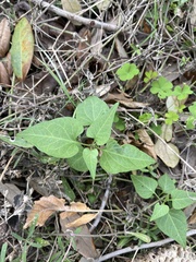 Funastrum cynanchoides