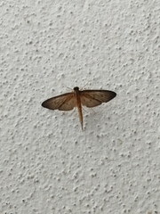 Hymenoptychis sordida