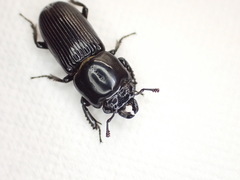 Figulus binodulus