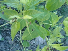 Mirabilis jalapa