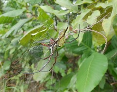 Trichonephila antipodiana