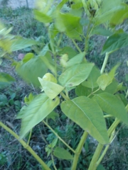 Mirabilis jalapa