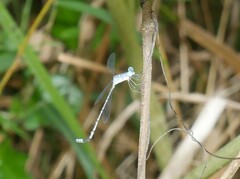 Lestes praemorsus