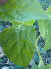 Mirabilis jalapa