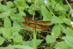 Rhyothemis obsolescens