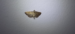 Spilomelinae