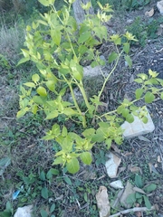 Mirabilis jalapa
