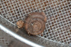 Helicodonta obvoluta