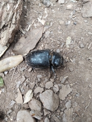 Lucanus barbarossa