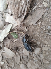 Lucanus barbarossa