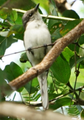 Pericrocotus divaricatus