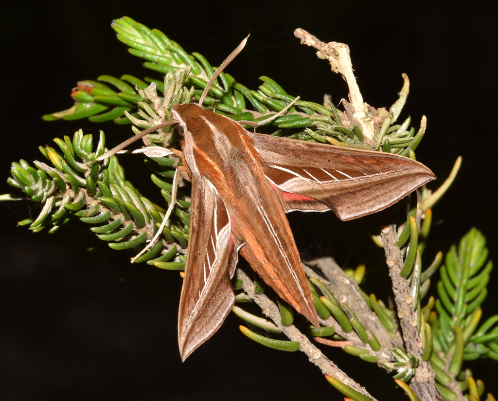 Double-Striped Basiothia