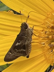 Nyctelius